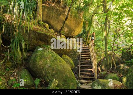 Ein Wanderweg in den Wäldern der Kaimai Mountains, Neuseeland. Eine hölzerne Treppe führt auf einen Haufen von riesigen moosigen Felsen Stockfoto