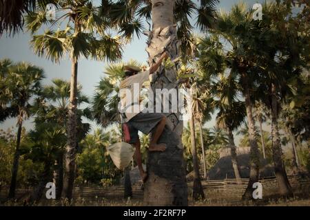 Andreas Mooy klettert auf eine Lontar-Palme, um den saft des Baumes zu sammeln, im Dorf Oehandi, Rote Insel, Ost-Nusa Tenggara, Indonesien. Die Saps werden später gekocht, um Palmzucker zu machen, eine alternative Einkommensquelle für die auf der Insel lebenden Gemeinden. Stockfoto