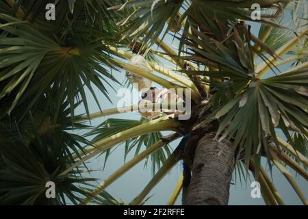 Andreas Mooy nimmt den saft der Lontar-Palme, der später im Dorf Oehandi, Rote Insel, Indonesien, als Palmzucker verarbeitet wird. Palmzucker ist eine alternative Einkommensquelle für Dorfbewohner, die auf der Insel leben. Stockfoto