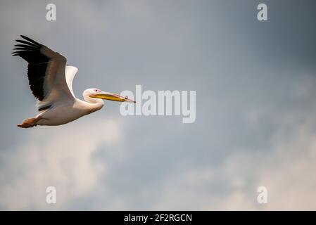 Schöner Pelikan im Donaudelta, Rumänien Stockfoto