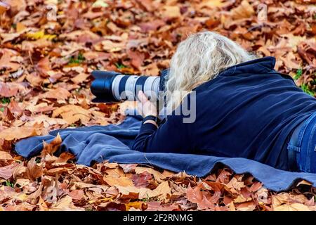 Eine blonde junge Frau, die auf dem dichten bunten Teppich aus Herbstblättern in einem Park auf dem Bauch liegt und mit einer Fotokamera fotografiert. Stockfoto