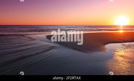 Samoyed Hund am Strand bei Sonnenuntergang Stockfoto