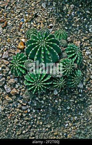 Ausstellung von Kaktus Echinopsis oxygona in einem trockenen Garten Stockfoto