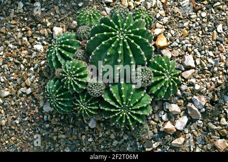 Ausstellung von Kaktus Echinopsis oxygona in einem trockenen Garten Stockfoto