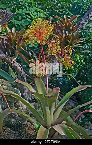 Air Plant Tillandsia in einem trockenen Garten Stockfoto