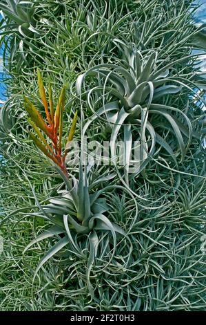 Air Plant Tillandsia in einem trockenen Garten Stockfoto