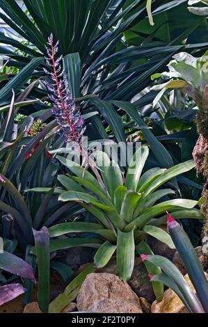 Air Plant Tillandsia in einem trockenen Garten Stockfoto