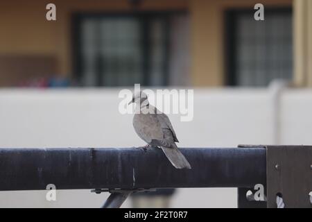 Eintaubige Taube auf Rohrleitungen in Costa Adehe Teneriffa Stockfoto