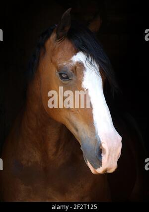 Eine Kopfaufnahme eines hübschen Pferdes vor schwarzem Hintergrund. Stockfoto