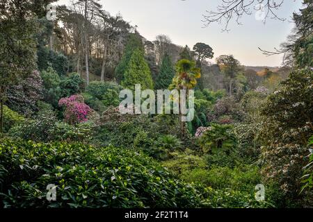 Trebah Garten; Feder; Cornwall, UK Stockfoto