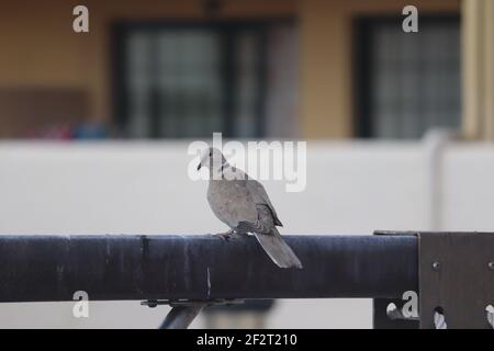 Eintaubige Taube auf Rohrleitungen in Costa Adehe Teneriffa Stockfoto