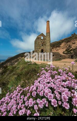 Wheal Coates; Thrift in Flower; St Agnes; Cornwall; Großbritannien Stockfoto