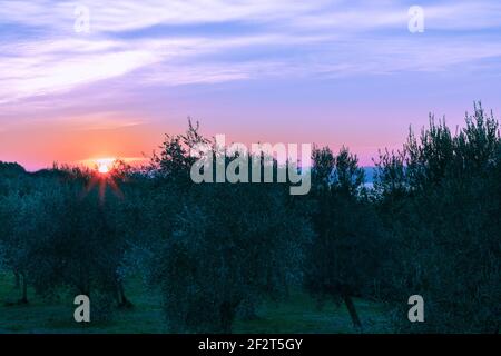 Olivenhain in den Strahlen eines schönen Sonnenuntergangs am Gardasee, Italien Stockfoto