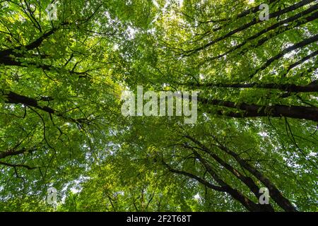 Branchen mit grün gelb Blätter gegen den Himmel Hintergrund, Ansicht von unten nach oben, im Sommer, grüne Krone Bäume sonniger Tag, Bottom-up-Sicht, Baum in Th Stockfoto