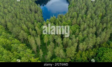Frühling in den Bergen. Grüner Kiefern- und Tannenwald. Drohnenfotografie von oben Delamere Forest Park Stockfoto