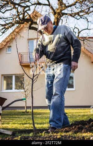Aktiver älterer Mann, der Obstbaum im Hinterhof pflanzt. Gartenarbeit im Frühjahr. Alter Mann, der in seinem Garten arbeitet Stockfoto