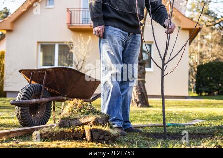 Gärtner Pflanzen Baum. Älterer Mann, der in seinem Hinterhof arbeitet. Gartenarbeit im Frühjahr Stockfoto