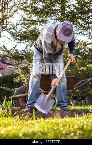 Senior Mann Graben Loch im Garten und Pflanzen Baum. Gartenarbeit im Frühjahr. Mann, der mit Spaten arbeitet Stockfoto