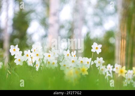 Poeticus daffodils, Narcissus poeticus Actaea, blüht im Frühling Stockfoto