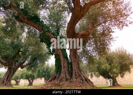 Alter Olivenbaum in einem kleinen Olivenhain in Umbrien, Italien Stockfoto