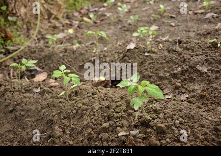 Grüne Tomatenpflanze Sämlinge wachsen in einem Garten Stockfoto