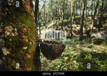Sammeln von Naturlatex aus Kautschukbaum im Plantagenwald. Landwirtschaft in Sri Lanka. Stockfoto