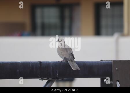 Eintaubige Taube auf Rohrleitungen in Costa Adehe Teneriffa Stockfoto