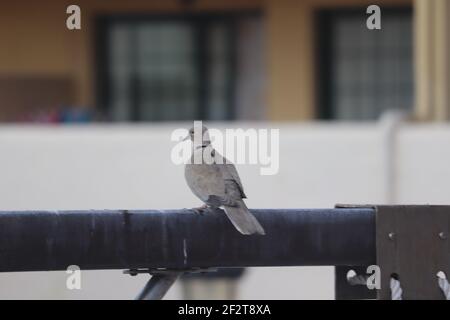 Eintaubige Taube auf Rohrleitungen in Costa Adehe Teneriffa Stockfoto