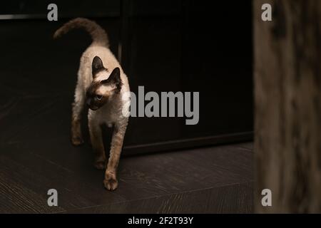 Wunderschöne Devon Rex Katze (Blu Point Typ) im Haus Innenraum. Selektiver Fokus, Bokeh Stockfoto