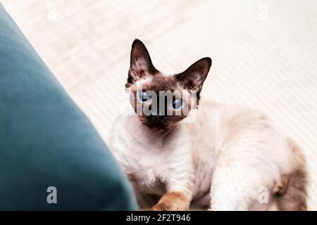 Wunderschöne Devon Rex Katze (Blu Point Typ) im Haus Innenraum. Selektiver Fokus, Bokeh Stockfoto