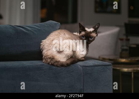 Wunderschöne Devon Rex Katze (Blu Point Typ) im Haus Innenraum. Selektiver Fokus, Bokeh Stockfoto