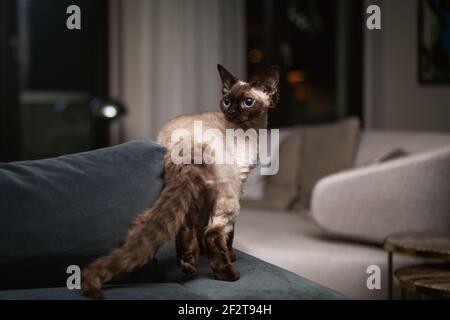 Wunderschöne Devon Rex Katze (Blu Point Typ) im Haus Innenraum. Selektiver Fokus, Bokeh Stockfoto