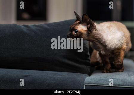 Wunderschöne Devon Rex Katze (Blu Point Typ) im Haus Innenraum. Selektiver Fokus, Bokeh Stockfoto