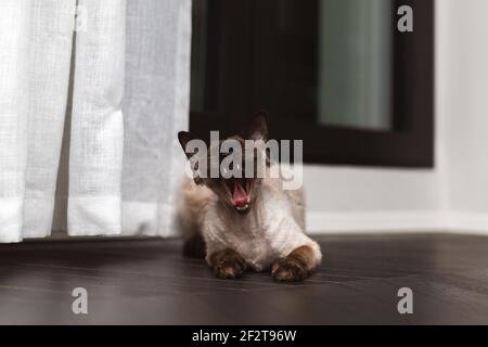 Gähnende kleine Kitty. Devon Rex Katze (Blu-Punkt-Typ) im Inneren des Hauses. Selektiver Fokus, Bokeh Stockfoto