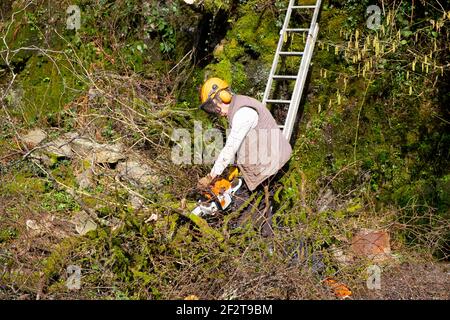 Mann aufräumen Steingarten trägt Hardhut, Kettensägen Äste mit Kettensäge und Leiter lehnt an moosige Wand im Februar Wales UK KATHY DEWITT Stockfoto