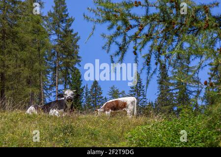 Zwei Kühe ruhen im Gras auf einer hochalpinen Wiese in den italienischen Dolomiten. Italienische Alpen, Corvara in Badia. Stockfoto