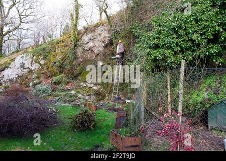 Mann mit Hardhut auf Leiter, der sich an einen felsigen Abgrund lehnt Wand im Garten mit Kettensäge schneiden Bäume & Äste in Spring Wales UK KATHY DEWITT Stockfoto