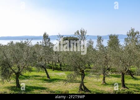 Schöne Aussicht auf den Olivenhain am Ufer des Gardasees. Sirmione, Italien Stockfoto