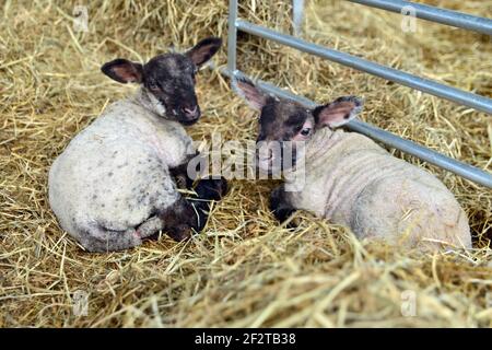 Frühling auf dem Bauernhof. Neu geborene Lämmer in der Scheune. Stockfoto