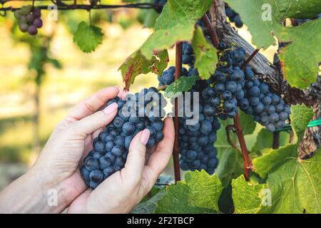 Frau, die Trauben pflückt. Gartenarbeit im Weinberg. Weibliche Hände halten blaue Trauben vor der Ernte Stockfoto