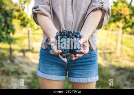 Bauer hält reife Trauben im Weinberg. Frau erntet blaue Trauben für die Weinbereitung Stockfoto