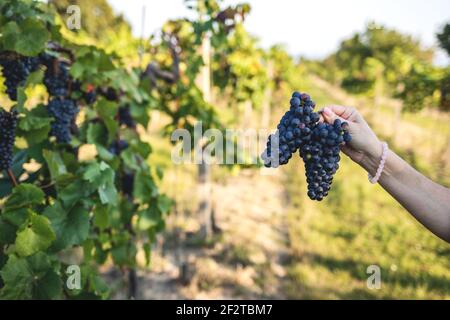 Frau hält reife Trauben im Weinberg. Die Weinrebe ist bereit für die Herbsternte Stockfoto