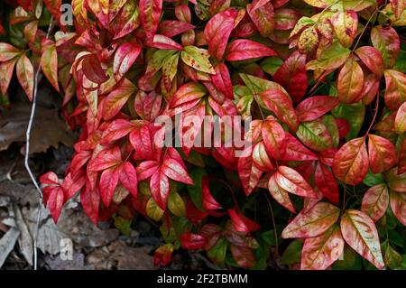 Eine Frühlingsansicht von Nandina domestica 'Feuerkraft' in Nahaufnahme Stockfoto