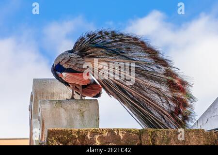 Ein männlicher Pfau putzt sich auf einer Steinmauer im Schloss Sao Jorge in Lissabon, Portugal, mit seinem irisierenden Schwanz, der gegen den Himmel erhoben ist. Stockfoto