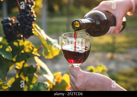 Frau gießt Rotwein aus der Flasche in das Trinkglas im Weinberg. Sommelierin, die Wein im Freien verkostet Stockfoto