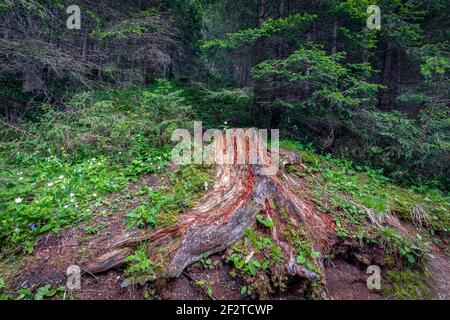 Malerischer Baumstumpf in einer Waldlichtung mit Blumen innen Ein tiefer Wald Stockfoto