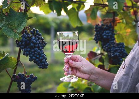 Frau trinkt Rotwein im Weinberg. Sommelier Verkostung hausgemachten Wein im Freien. Wineglass in weiblicher Hand Stockfoto