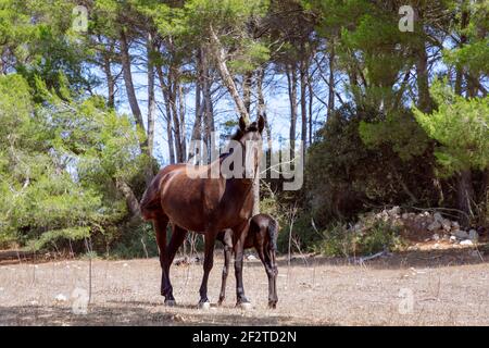 Junge schöne Stute (Menorquin Pferd) mit ihrem Fohlen auf der Weide. Menorca (Balearen), Spanien Stockfoto