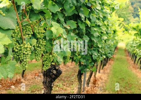 Reben im Weinberg Stockfoto