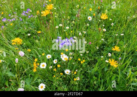 Vielfalt an hellen Wildblumen in einer Alpwiese in Die italienischen Alpen Stockfoto